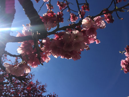cherry blossom in spring time with blue sky and sun raysの写真素材