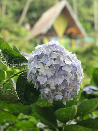 Hydrangea flower in the garden,Viet Namの写真素材