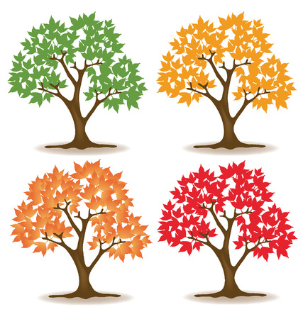 maple tree vector illustration のイラスト素材
