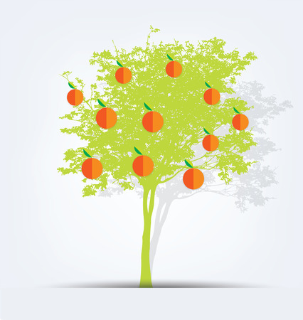 orange tree vector illustrationのイラスト素材