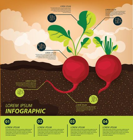 radish , infographics. vegetables vector illustrationのイラスト素材