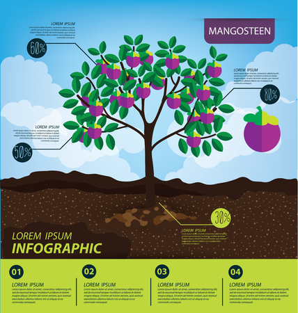 mangosteen, infographics. fruits vector illustration.のイラスト素材