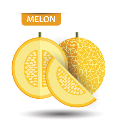 Cantaloupe melon, fruit vector illustrationのイラスト素材