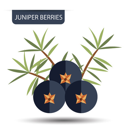 Juniper berries, fruit vector illustration.のイラスト素材