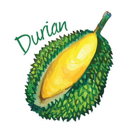 Durian. Hand drawn watercolor painting. Vector illustration.のイラスト素材