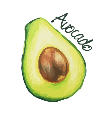 Avocado. Hand drawn watercolor painting. Vector illustration.のイラスト素材