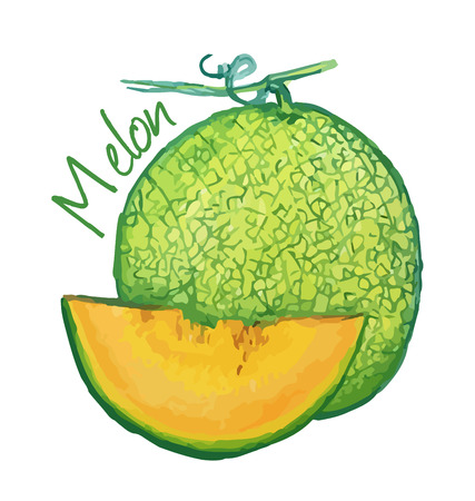Melon. Hand drawn watercolor painting. Vector illustration.のイラスト素材