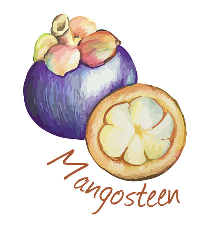 Mangosteen. Hand drawn watercolor painting. Vector illustration.のイラスト素材