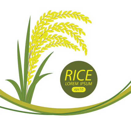 Rice. Vector illustration.のイラスト素材
