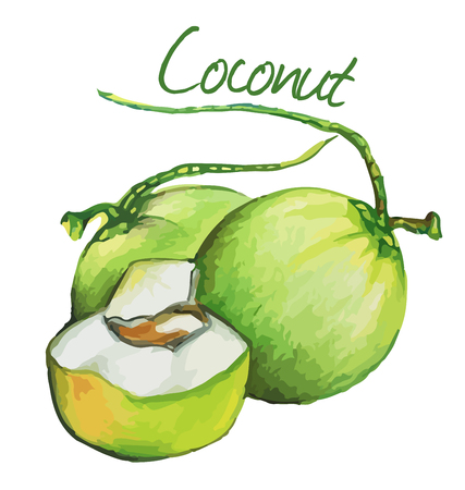 Coconut. Hand drawn watercolor painting. Vector illustration.のイラスト素材