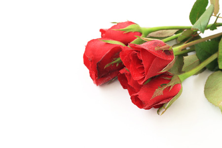 red rose on a white backgroundの写真素材