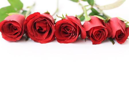 red rose on a white backgroundの写真素材