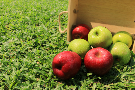 Fresh Apples in a wooden crate on grassの写真素材