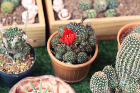 small cactus in a potの写真素材