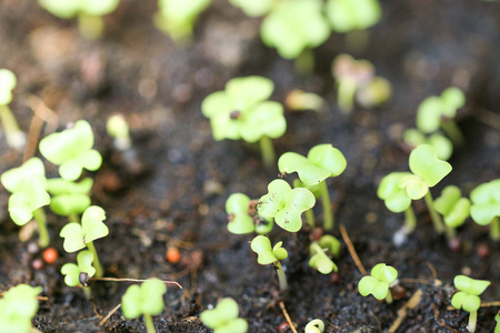Green seedling growing out of soilの写真素材