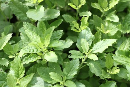 Holy Basil,Ocimum sanctum in the garden