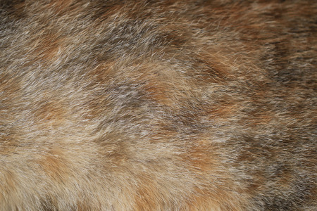Close up of ginger cat fur for texture or background