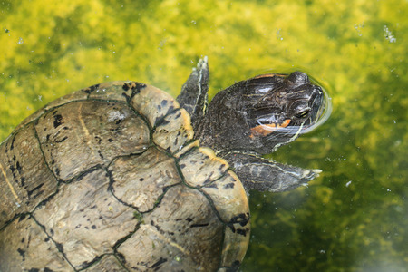 turtles in green pond waterの写真素材