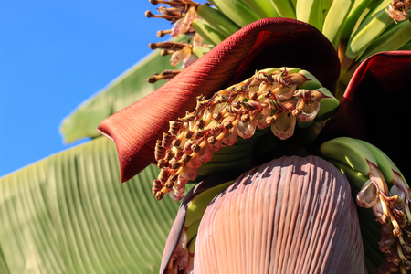 Banana flower. Bunch of bananas on tree in the garden.の写真素材