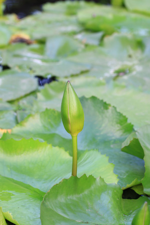 Small green lotus to bloomの写真素材