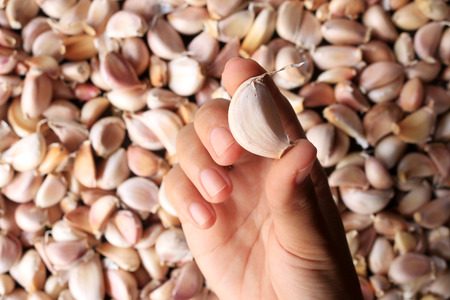 Hand Holding garlic on wooden table backgroundの写真素材