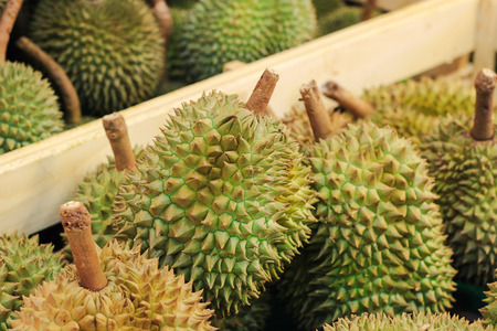 Durian for sale at market. Durian is king of fruit is famous Asian fruit.の写真素材