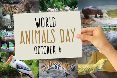 World animal dayの写真素材