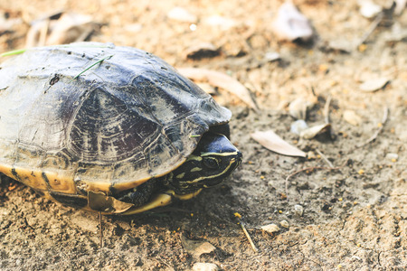 Turtle walking on the groundの写真素材