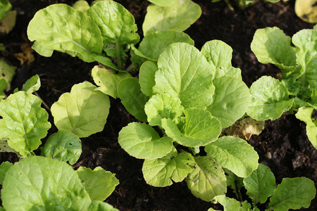 lettuce in vegetable garden