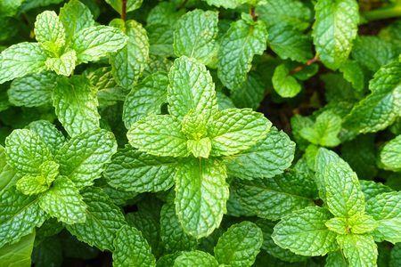 Mint leaves. Peppermint. Fresh mint in a garden.の写真素材