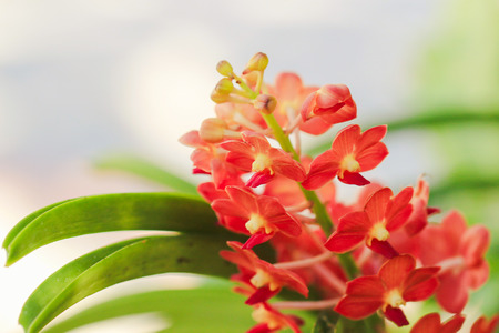 Orchid flower in tropical garden