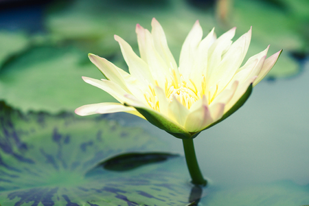 Beautiful lotus flowersの写真素材