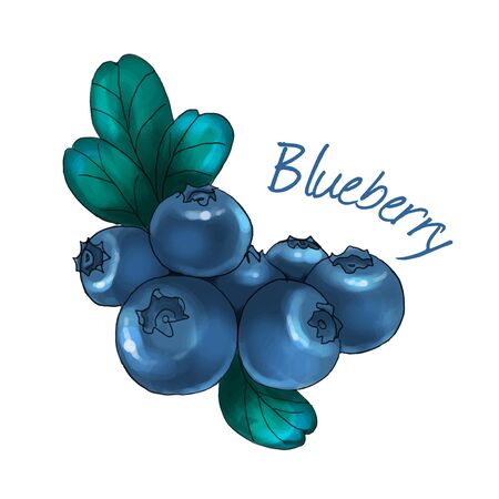 Blueberry isolated on white background. vector illustration.のイラスト素材