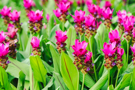 Close up of Siam tulip flower or Krachai flower in the gardenの写真素材
