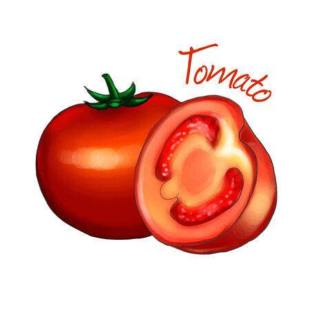 Tomato isolated on white background vector illustration.のイラスト素材