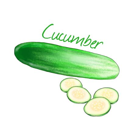 Cucumber isolated on white background vector illustration.のイラスト素材