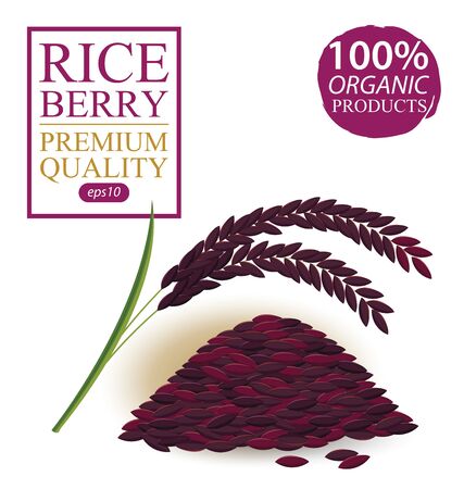 Rice berry. Vector illustration.のイラスト素材