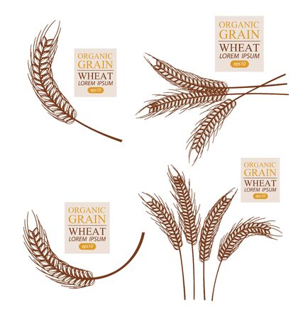 Ears of wheat. Vector illustration.のイラスト素材