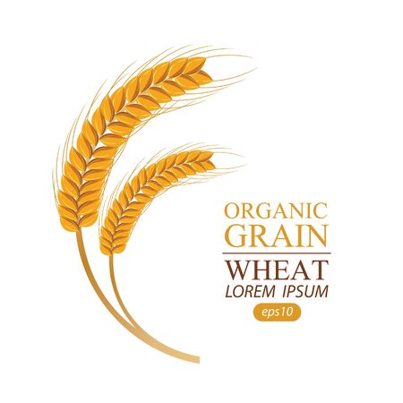 Ears of wheat. Vector illustration.のイラスト素材