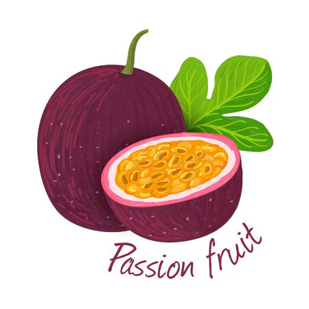 Passion fruit doodle drawings vector illustration.のイラスト素材