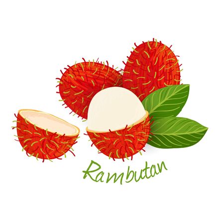 Rambutan, fruit doodle drawings vector illustration.のイラスト素材