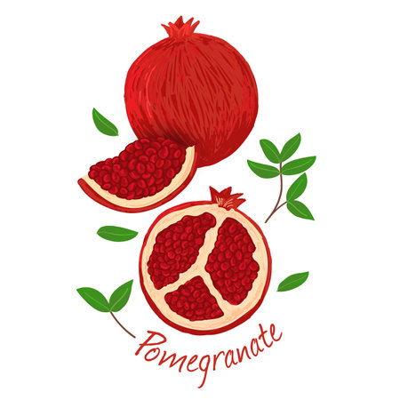 Pomegranate, fruit doodle drawings vector illustration.のイラスト素材