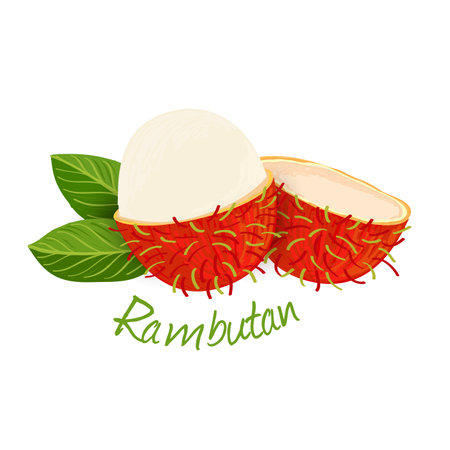 Rambutan, fruit doodle drawings vector illustration.のイラスト素材