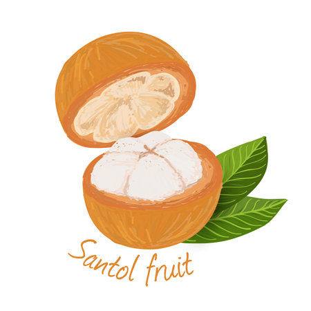 Santol fruit, fruit doodle drawings vector illustration.のイラスト素材
