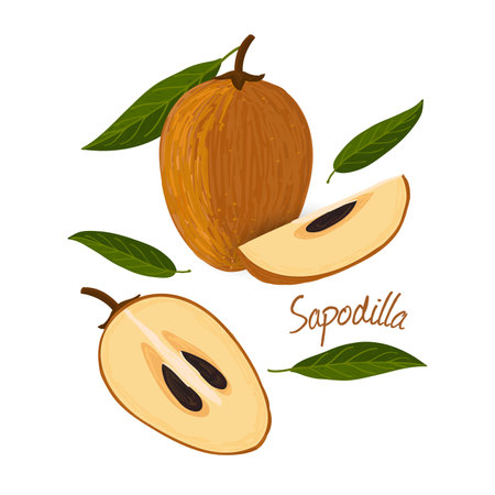 Sapodilla, fruit doodle drawings vector illustration.のイラスト素材