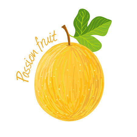Passion fruit doodle drawings vector illustration.のイラスト素材