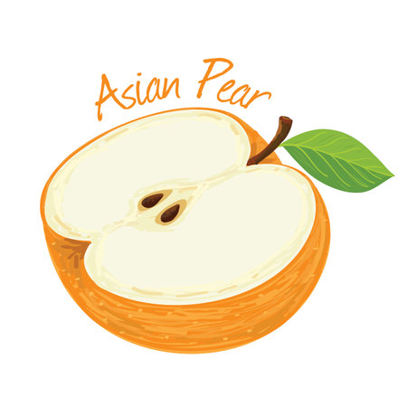 Asian Pear, fruit doodle drawings vector illustration.のイラスト素材