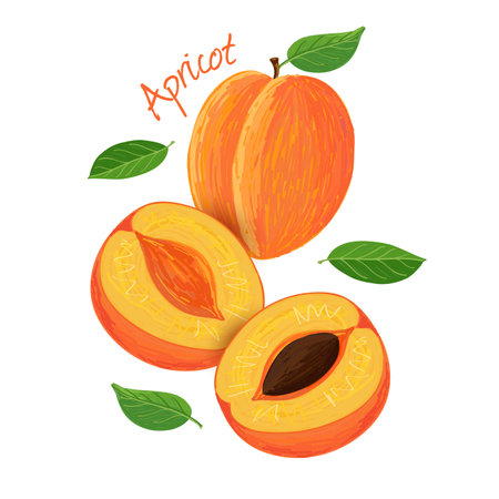 Apricot, fruit doodle drawings vector illustration.のイラスト素材