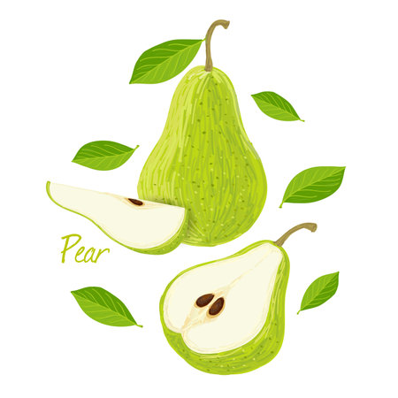 Pear, fruit doodle drawings vector illustration.のイラスト素材