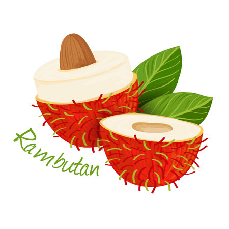 Rambutan, fruit doodle drawings vector illustration.のイラスト素材